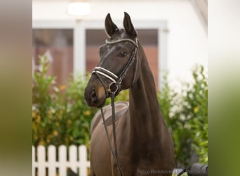 Hanovrien, Hongre, 6 Ans, 168 cm, Bai