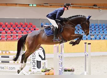 Hanovrien, Hongre, 6 Ans, 168 cm, Bai