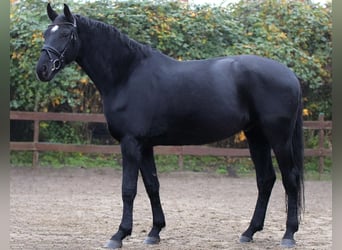 Hanovrien, Hongre, 6 Ans, 168 cm, Noir
