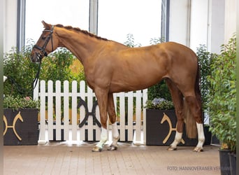 Hanovrien, Hongre, 6 Ans, 169 cm, Alezan