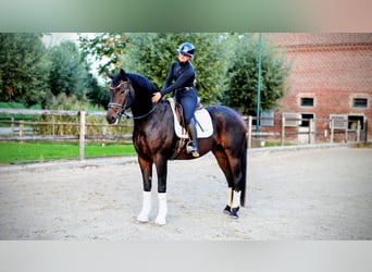 Hanovrien, Hongre, 6 Ans, 169 cm, Bai brun foncé