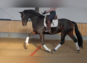 Hanovrien, Hongre, 6 Ans, 169 cm, Bai brun foncé