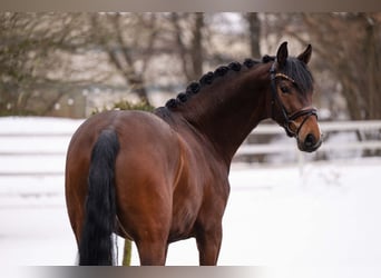 Hanovrien, Hongre, 6 Ans, 169 cm, Bai