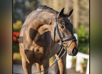 Hanovrien, Hongre, 6 Ans, 169 cm, Bai