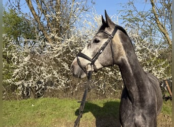 Hanovrien, Hongre, 6 Ans, 169 cm, Gris