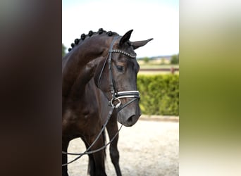 Hanovrien, Hongre, 6 Ans, 169 cm, Noir