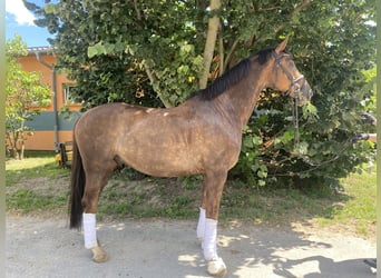 Hanovrien, Hongre, 6 Ans, 170 cm, Alezan brûlé