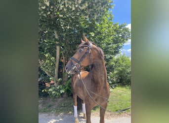 Hanovrien, Hongre, 6 Ans, 170 cm, Alezan brûlé