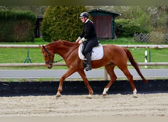 Hanovrien, Hongre, 6 Ans, 170 cm, Alezan