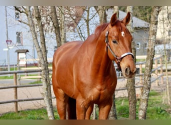 Hanovrien, Hongre, 6 Ans, 170 cm, Alezan