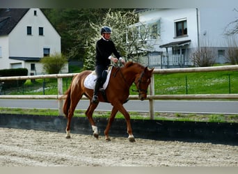 Hanovrien, Hongre, 6 Ans, 170 cm, Alezan