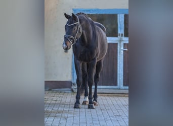 Hanovrien, Hongre, 6 Ans, 170 cm, Bai brun foncé