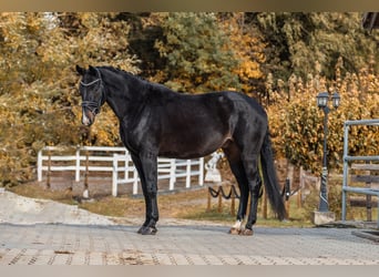 Hanovrien, Hongre, 6 Ans, 170 cm, Bai brun foncé