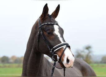 Hanovrien, Hongre, 6 Ans, 170 cm, Bai