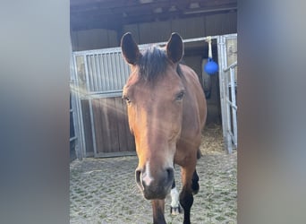 Hanovrien, Hongre, 6 Ans, 170 cm, Bai