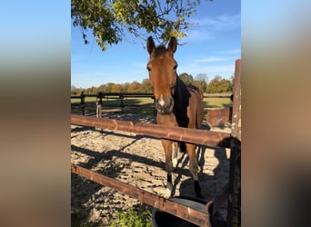 Hanovrien, Hongre, 6 Ans, 170 cm, Bai