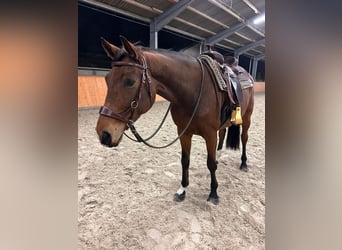 Hanovrien, Hongre, 6 Ans, 170 cm, Bai