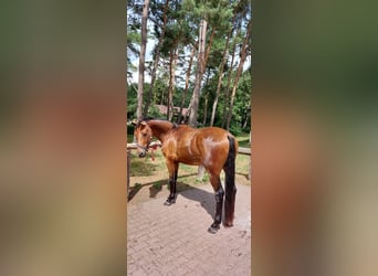 Hanovrien, Hongre, 6 Ans, 170 cm, Bai
