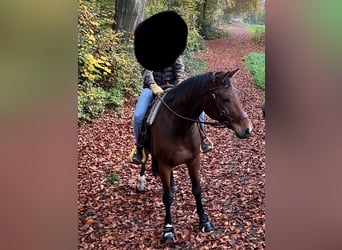 Hanovrien, Hongre, 6 Ans, 170 cm, Bai