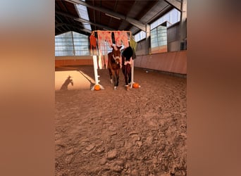 Hanovrien, Hongre, 6 Ans, 170 cm, Bai