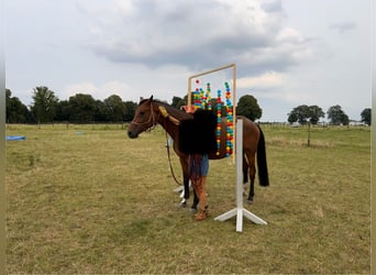Hanovrien, Hongre, 6 Ans, 170 cm, Bai