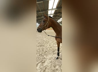 Hanovrien, Hongre, 6 Ans, 170 cm, Bai