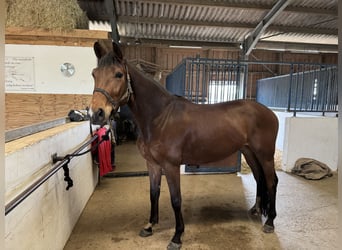 Hanovrien, Hongre, 6 Ans, 170 cm, Bai