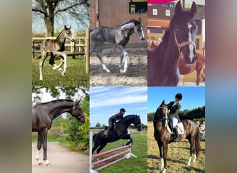 Hanovrien, Hongre, 6 Ans, 170 cm, Noir