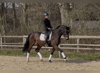 Hanovrien, Hongre, 6 Ans, 171 cm, Bai brun