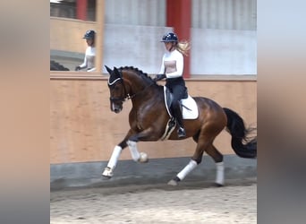 Hanovrien, Hongre, 6 Ans, 171 cm, Bai