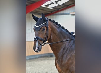 Hanovrien, Hongre, 6 Ans, 171 cm, Bai