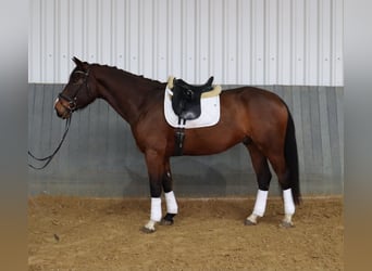 Hanovrien, Hongre, 6 Ans, 171 cm, Bai