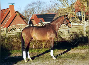 Hanovrien, Hongre, 6 Ans, 171 cm, Bai