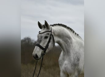 Hanovrien, Hongre, 6 Ans, 171 cm, Gris
