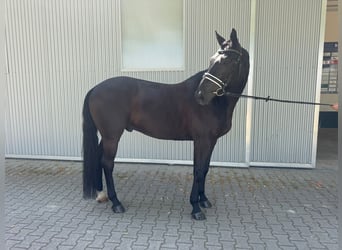 Hanovrien, Hongre, 6 Ans, 171 cm, Noir