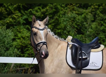 Hanovrien, Hongre, 6 Ans, 171 cm, Palomino