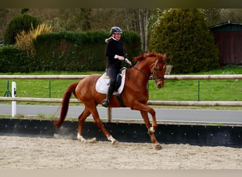 Hanovrien, Hongre, 6 Ans, 172 cm, Alezan