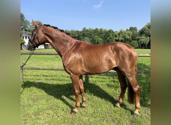 Hanovrien, Hongre, 6 Ans, 172 cm, Alezan