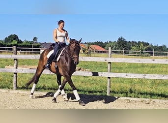 Hanovrien, Hongre, 6 Ans, 172 cm, Bai brun