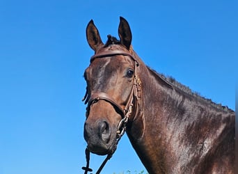 Hanovrien, Hongre, 6 Ans, 172 cm, Bai brun