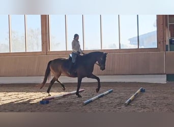 Hanovrien, Hongre, 6 Ans, 172 cm, Bai brun