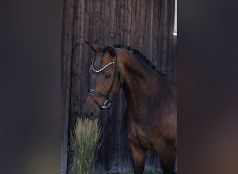 Hanovrien, Hongre, 6 Ans, 172 cm, Bai brun