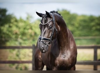 Hanovrien, Hongre, 6 Ans, 172 cm, Bai brun