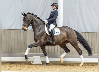 Hanovrien, Hongre, 6 Ans, 172 cm, Bai brun