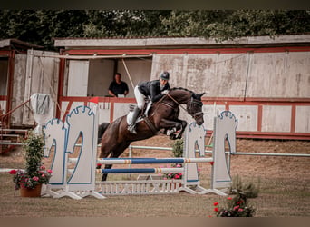 Hanovrien, Hongre, 6 Ans, 172 cm, Bai brun foncé