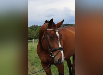 Hanovrien, Hongre, 6 Ans, 172 cm, Bai