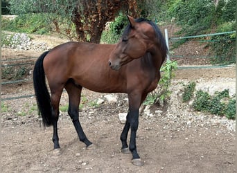 Hanovrien, Hongre, 6 Ans, 172 cm, Bai