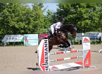 Hanovrien, Hongre, 6 Ans, 172 cm, Bai