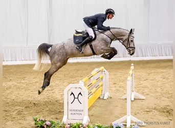 Hanovrien, Hongre, 6 Ans, 172 cm, Gris