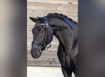 Hanovrien, Hongre, 6 Ans, 172 cm, Noir